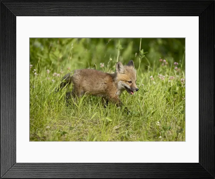 Framed Print : 27623_work