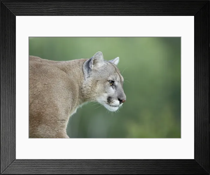 Framed Print : 27636_work Framed Print : 27636_work