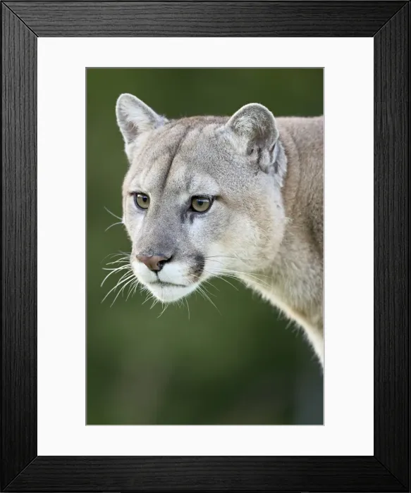 Framed Print : 27642_work Framed Print : 27642_work