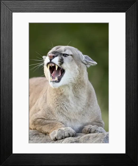 Framed Print : 27643_work