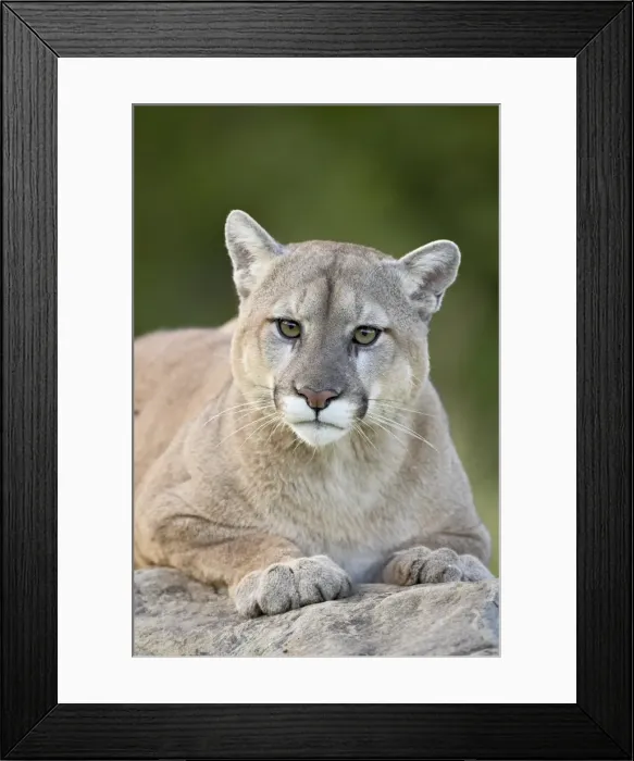Framed Print : 27645_work