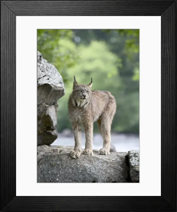 Framed Print : 27652_work Framed Print : 27652_work