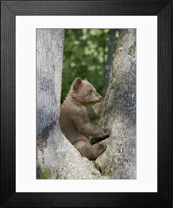 Framed Print : 27697_work