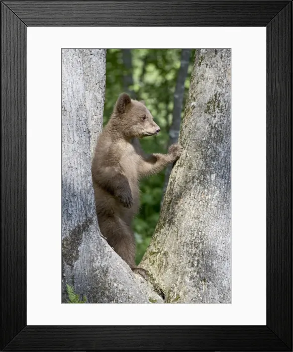 Framed Print : 27698_work