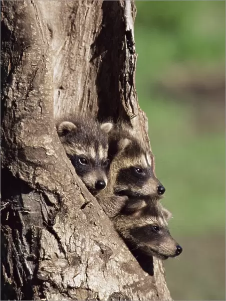 Raccoons (Racoons) (Procyon lotor)