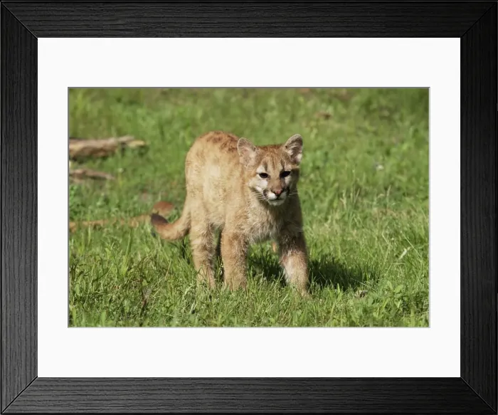 Framed Print : Mountain lion (Felis concolor) Framed Print : Mountain lion (Felis concolor)