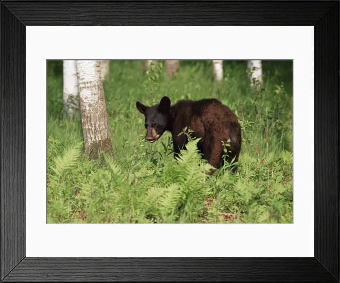 Framed Print : Black bear cub (Ursus americanus)