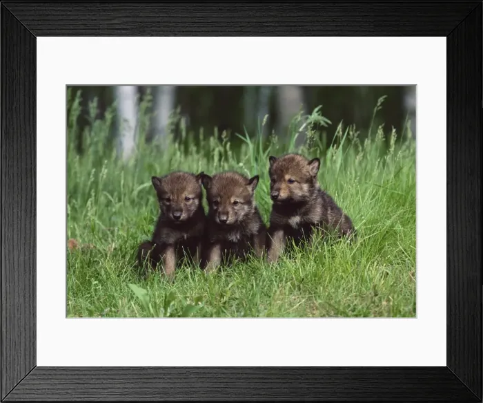 Framed Print : Gray wolf pups (Canis lupus) Framed Print : Gray wolf pups (Canis lupus)