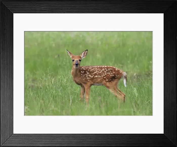 Framed Print : Whitetail deer fawn (Odocileus virginianus) Framed Print : Whitetail deer fawn (Odocileus virginianus)