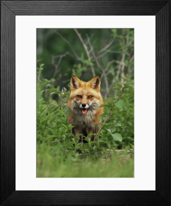 Framed Print : Red fox (Vulpes fulva) Framed Print : Red fox (Vulpes fulva)