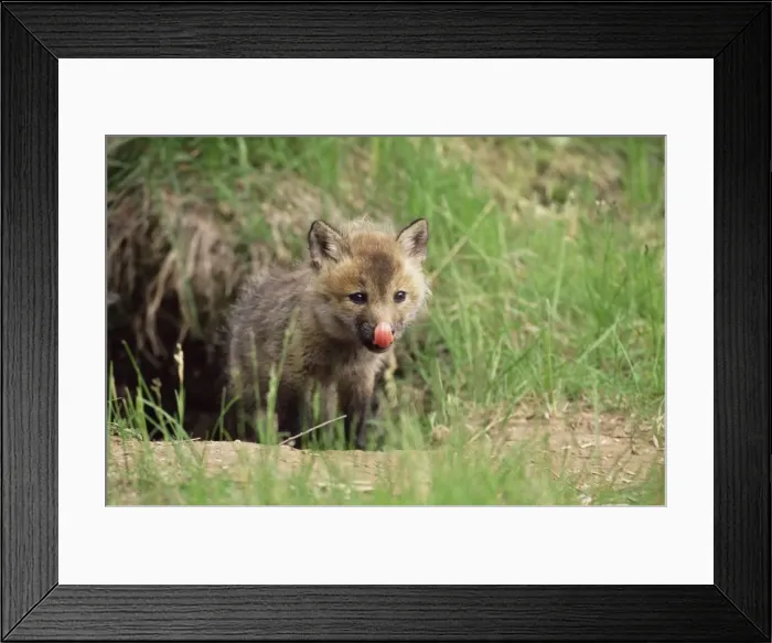 Framed Print : Red fox kit (Vulpes fulva) Framed Print : Red fox kit (Vulpes fulva)