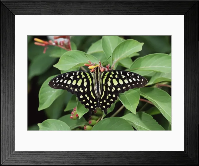 Framed Print : Green jay butterfly (Graphium agamemnon) Framed Print : Green jay butterfly (Graphium agamemnon)