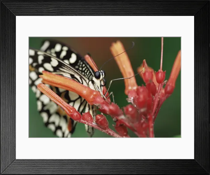Framed Print : Lime butterfly (Papilo demoleus) Framed Print : Lime butterfly (Papilo demoleus)