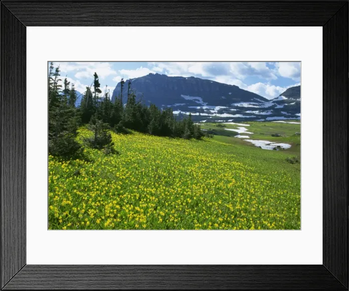 Framed Print : Meadow of glacier lilies Framed Print : Meadow of glacier lilies