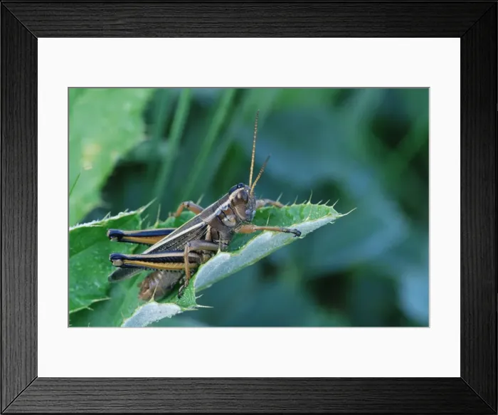 Framed Print : Grasshopper Framed Print : Grasshopper