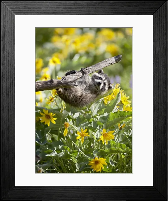 Framed Print : Captive baby raccoon Framed Print : Captive baby raccoon