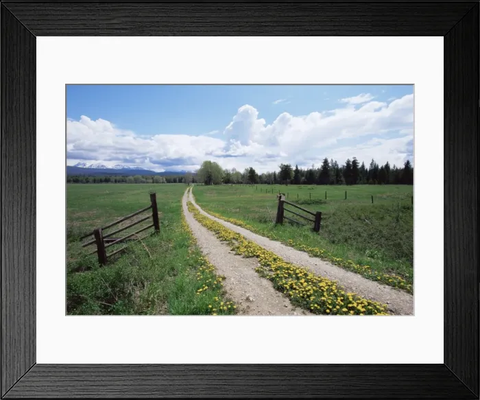 Framed Print : Driveway with common dandelion (Taraxacum officinale) in flower Framed Print : Driveway with common dandelion (Taraxacum officinale) in flower
