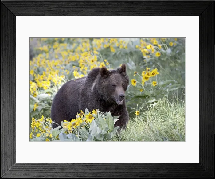 Framed Print : 27248_work