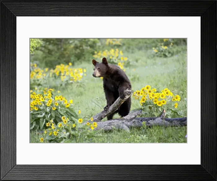Framed Print : 27237_work Framed Print : 27237_work