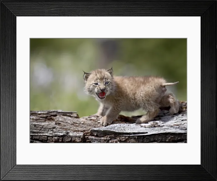 Framed Print : 27215_work Framed Print : 27215_work