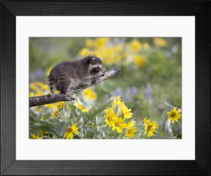 Framed Print : 27187_work Framed Print : 27187_work