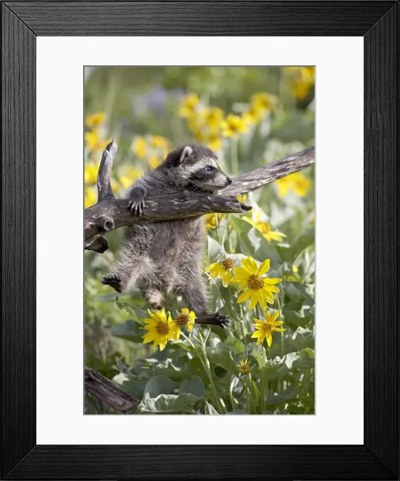 Framed Print : 27186_work