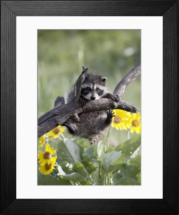 Framed Print : 27184_work_crop46 Framed Print : 27184_work_crop46