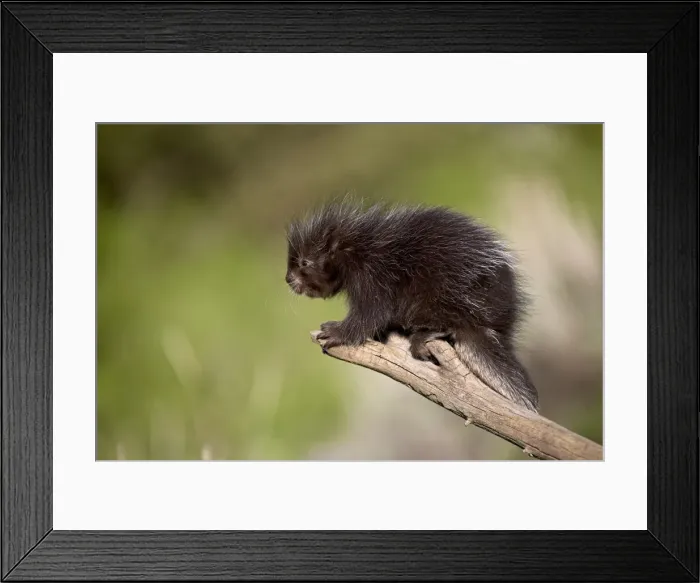 Framed Print : 27172_work_crop46