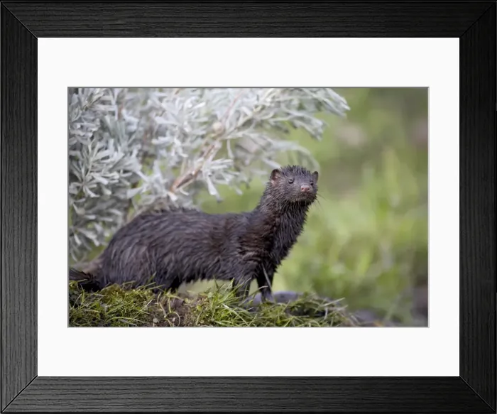 Framed Print : 27262_work