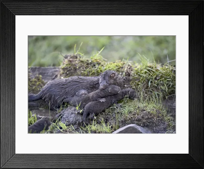 Framed Print : 27258_work Framed Print : 27258_work