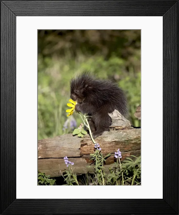 Framed Print : 27173_work