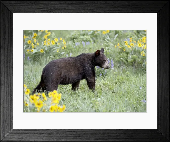 Framed Print : 27240_work_crop46 Framed Print : 27240_work_crop46