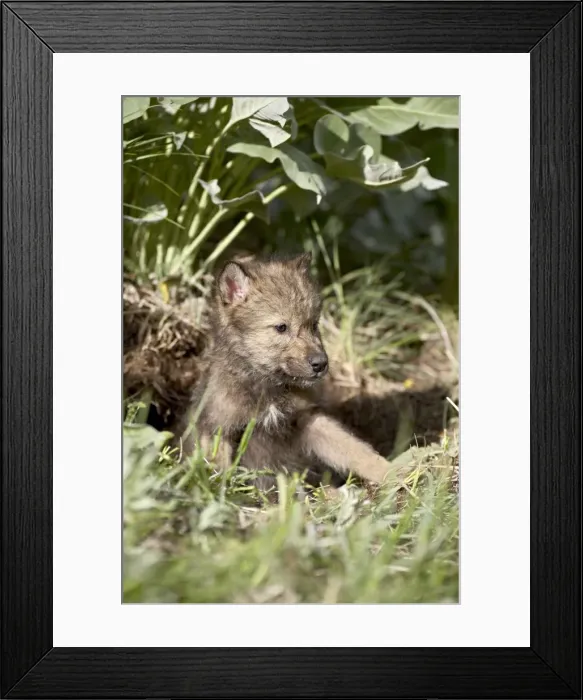 Framed Print : 27234_work Framed Print : 27234_work