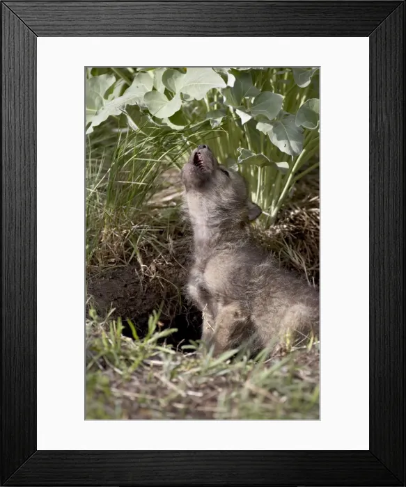 Framed Print : 27232_work Framed Print : 27232_work
