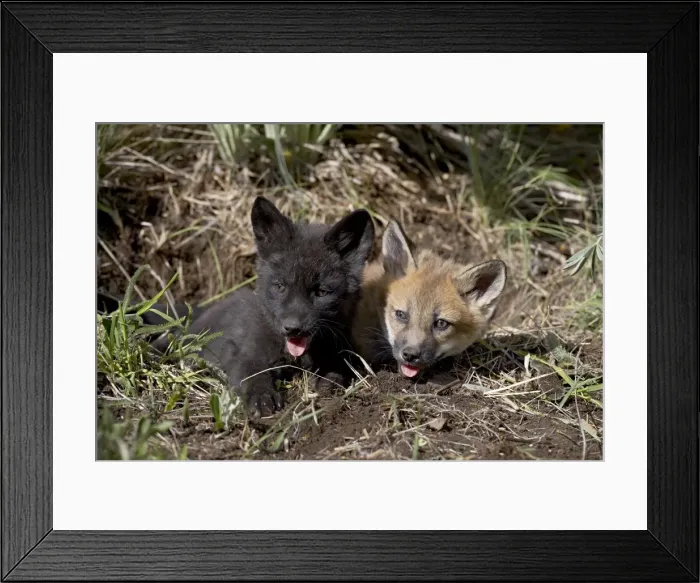 Framed Print : 27223_work Framed Print : 27223_work