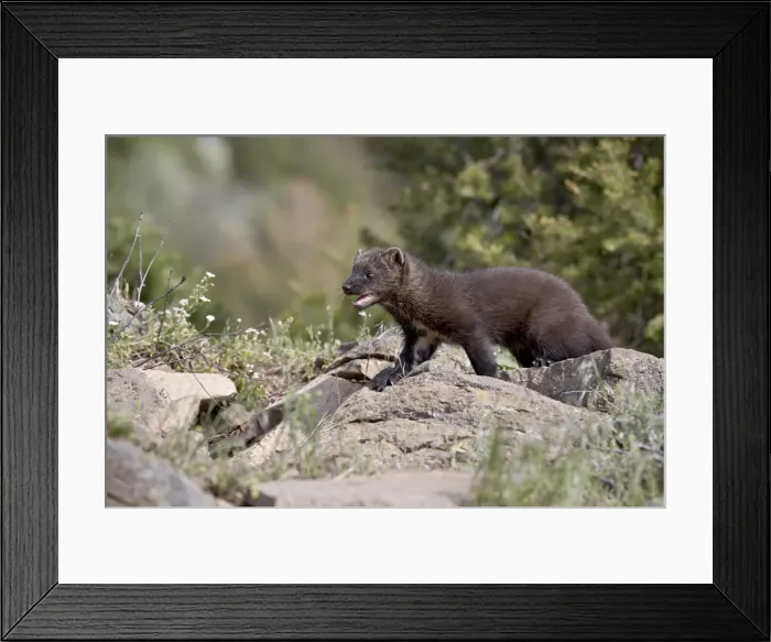 Framed Print : 27204_work Framed Print : 27204_work