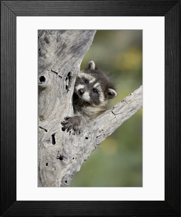 Framed Print : 27203_work Framed Print : 27203_work