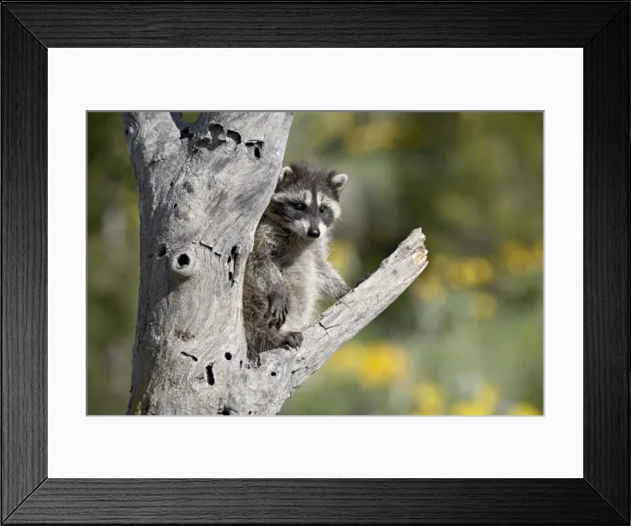 Framed Print : 27202_work Framed Print : 27202_work