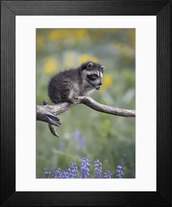 Framed Print : 27199_work Framed Print : 27199_work