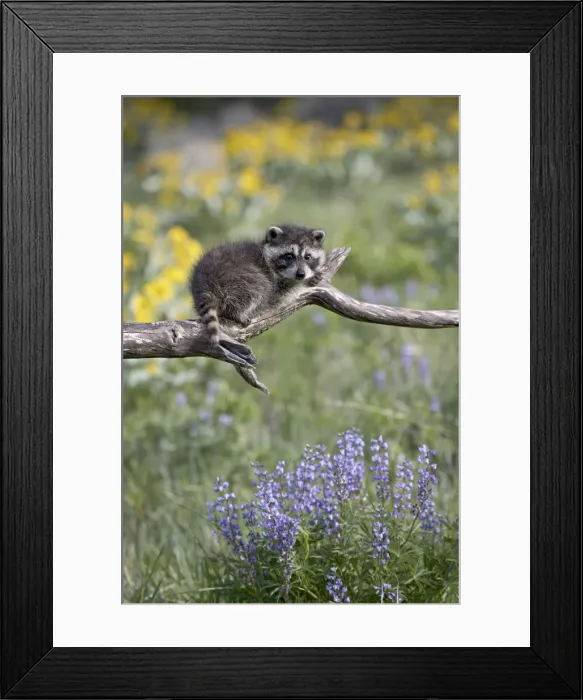 Framed Print : 27196_work Framed Print : 27196_work