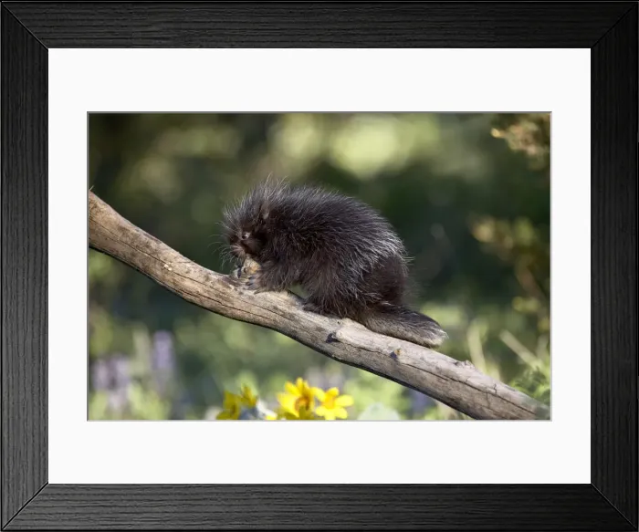 Framed Print : 27164_work Framed Print : 27164_work