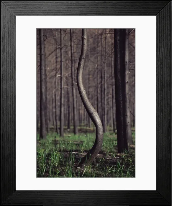 Framed Print : Lodgepole pine with character