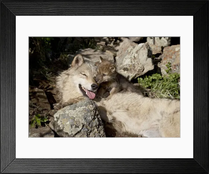 Framed Print : 27313_work