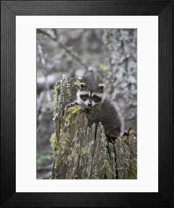 Framed Print : 27370_work