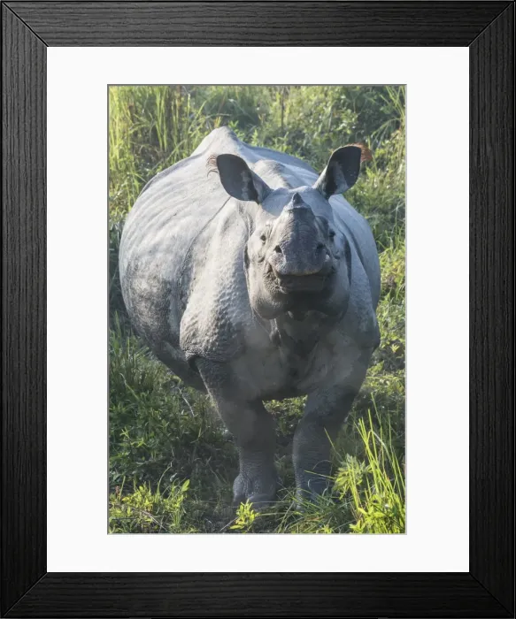 Framed Print : Indian rhinoceros (Rhinoceros unicornis) in elephant grass, Kaziranga National Park Framed Print : Indian rhinoceros (Rhinoceros unicornis) in elephant grass, Kaziranga National Park
