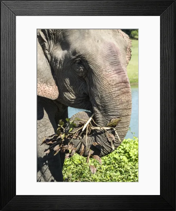 Framed Print : Indian elephant (Elephas maximus indicus) feeding on grass and leaves, Kaziranga National Park Framed Print : Indian elephant (Elephas maximus indicus) feeding on grass and leaves, Kaziranga National Park