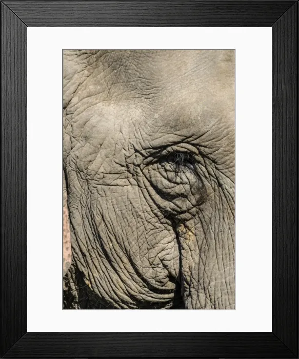 Framed Print : Indian elephant (Elephas maximus indicus) portrait, Kaziranga National Park, Assam Framed Print : Indian elephant (Elephas maximus indicus) portrait, Kaziranga National Park, Assam