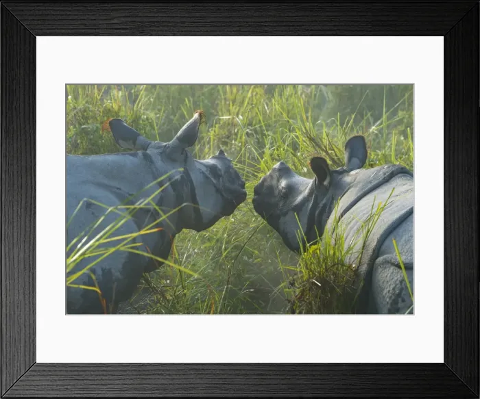Framed Print : Couple of Indian rhinoceros (Rhinoceros unicornis) in the morning mist, Kaziranga National Park Framed Print : Couple of Indian rhinoceros (Rhinoceros unicornis) in the morning mist, Kaziranga National Park
