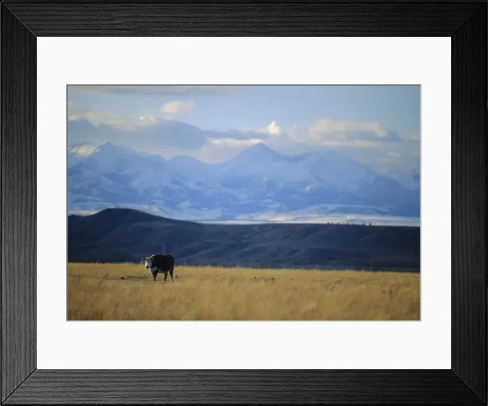 Framed Print : Looking west towards the Rocky Mountains from Big Timber Framed Print : Looking west towards the Rocky Mountains from Big Timber