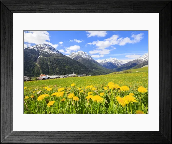 Framed Print : Yellow flowers framed by snowy peaks around the village of Guarda, Inn District, Engadine Framed Print : Yellow flowers framed by snowy peaks around the village of Guarda, Inn District, Engadine
